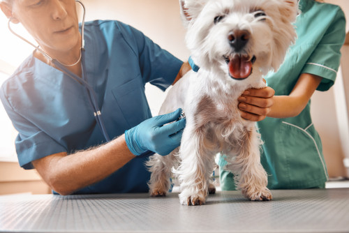 Westie being examined by doctors