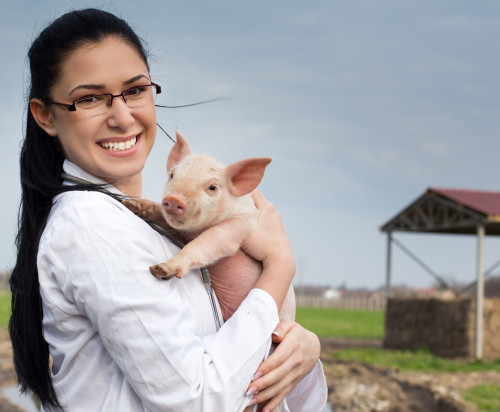 Female veterinarian on a farm holding a baby pig